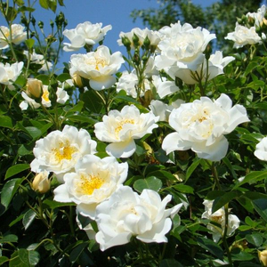 Smetanovo bela,prašniki rumeni - Vrtnica plezalka